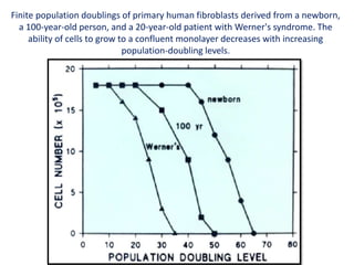 Finite population doublings of primary human fibroblasts derived from a newborn,
a 100-year-old person, and a 20-year-old patient with Werner's syndrome. The
ability of cells to grow to a confluent monolayer decreases with increasing
population-doubling levels.
 