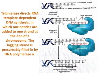 Telomerase directs RNA
template-dependent
DNA synthesis, in
which nucleotides are
added to one strand at
the end of a
chromosome. The
lagging strand is
presumably filled in by
DNA polymerase α.
 
