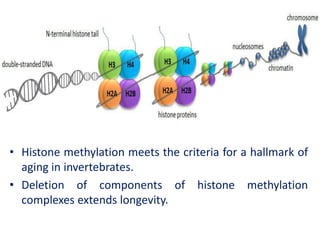 • Histone methylation meets the criteria for a hallmark of
aging in invertebrates.
• Deletion of components of histone methylation
complexes extends longevity.
 