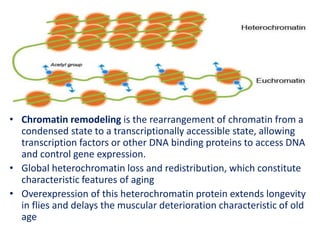 • Chromatin remodeling is the rearrangement of chromatin from a
condensed state to a transcriptionally accessible state, allowing
transcription factors or other DNA binding proteins to access DNA
and control gene expression.
• Global heterochromatin loss and redistribution, which constitute
characteristic features of aging
• Overexpression of this heterochromatin protein extends longevity
in flies and delays the muscular deterioration characteristic of old
age
 