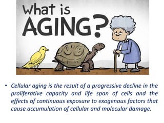 • Cellular aging is the result of a progressive decline in the
proliferative capacity and life span of cells and the
effects of continuous exposure to exogenous factors that
cause accumulation of cellular and molecular damage.
 
