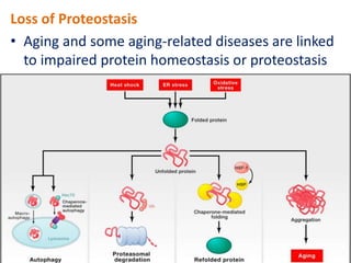 Loss of Proteostasis
• Aging and some aging-related diseases are linked
to impaired protein homeostasis or proteostasis
 