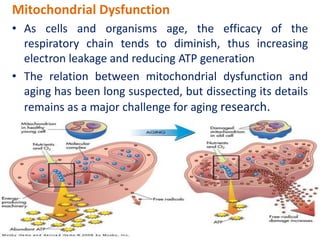 Mitochondrial Dysfunction
• As cells and organisms age, the efficacy of the
respiratory chain tends to diminish, thus increasing
electron leakage and reducing ATP generation
• The relation between mitochondrial dysfunction and
aging has been long suspected, but dissecting its details
remains as a major challenge for aging research.
 