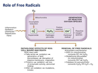 Role of Free Radicals
 