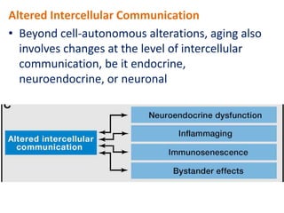 Altered Intercellular Communication
• Beyond cell-autonomous alterations, aging also
involves changes at the level of intercellular
communication, be it endocrine,
neuroendocrine, or neuronal
 
