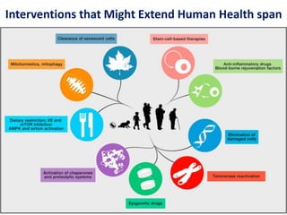 Interventions that Might Extend Human Health span
 