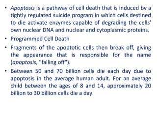 • Apoptosis is a pathway of cell death that is induced by a
tightly regulated suicide program in which cells destined
to die activate enzymes capable of degrading the cells'
own nuclear DNA and nuclear and cytoplasmic proteins.
• Programmed Cell Death
• Fragments of the apoptotic cells then break off, giving
the appearance that is responsible for the name
(apoptosis, "falling off").
• Between 50 and 70 billion cells die each day due to
apoptosis in the average human adult. For an average
child between the ages of 8 and 14, approximately 20
billion to 30 billion cells die a day
 