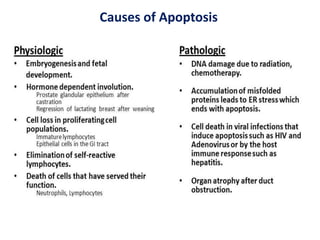 Causes of Apoptosis
 