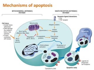 Mechanisms of apoptosis
 