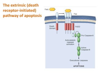 The extrinsic (death
receptor-initiated)
pathway of apoptosis
 