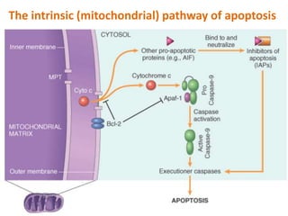 The intrinsic (mitochondrial) pathway of apoptosis
 