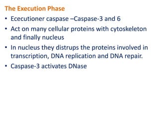 The Execution Phase
• Ececutioner caspase –Caspase-3 and 6
• Act on many cellular proteins with cytoskeleton
and finally nucleus
• In nucleus they distrups the proteins involved in
transcription, DNA replication and DNA repair.
• Caspase-3 activates DNase
 