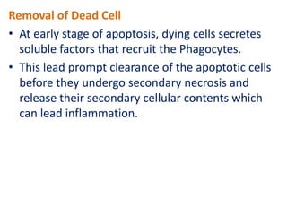 Removal of Dead Cell
• At early stage of apoptosis, dying cells secretes
soluble factors that recruit the Phagocytes.
• This lead prompt clearance of the apoptotic cells
before they undergo secondary necrosis and
release their secondary cellular contents which
can lead inflammation.
 