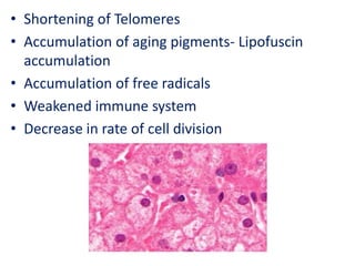 • Shortening of Telomeres
• Accumulation of aging pigments- Lipofuscin
accumulation
• Accumulation of free radicals
• Weakened immune system
• Decrease in rate of cell division
 