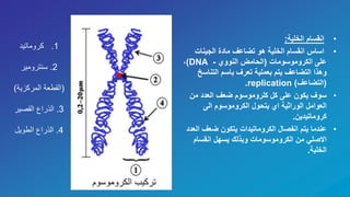 •‫الخلية‬ ‫انقسام‬:
•‫الجينات‬ ‫مادة‬ ‫تضاعف‬ ‫هو‬ ‫الخلية‬ ‫انقسام‬ ‫اساس‬
‫الكروموسومات‬ ‫على‬(‫النووي‬ ‫الحامض‬-DNA)،
‫التناس‬ ‫باسم‬ ‫تعرف‬ ‫بعملية‬ ‫يتم‬ ‫التضاعف‬ ‫وهذا‬‫خ‬
(‫التضاعف‬)replication.
•‫من‬ ‫العدد‬ ‫ضعف‬ ‫كلروموسوم‬ ‫كل‬ ‫على‬ ‫يكون‬ ‫سوف‬
‫الى‬ ‫الكروموسوم‬ ‫يتحول‬ ‫اي‬ ‫الوراثية‬ ‫العوامل‬
‫كروماتيدين‬.
•‫ا‬ ‫ضعف‬ ‫يتكون‬ ‫الكروماتيدات‬ ‫انفصال‬ ‫يتم‬ ‫عندما‬‫لعدد‬
‫انقسام‬ ‫يسهل‬ ‫وبذلك‬ ‫الكروموسومات‬ ‫من‬ ‫االصلي‬
‫الخلية‬.
‫تتتت‬‫الكرومو‬ ‫تركيب‬‫سوم‬
.1‫كروماتيد‬
2.‫سنترومير‬
(‫المركزية‬ ‫القطعة‬)
3.‫القصير‬ ‫الذراع‬
4.‫الطويل‬ ‫الذراع‬
 