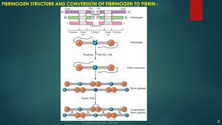 FIBRINOGEN STRUCTURE AND CONVERSION OF FIBRINOGEN TO FIBRIN:-
8
Dr. Manoj Kahar BCL, Navsari.
 