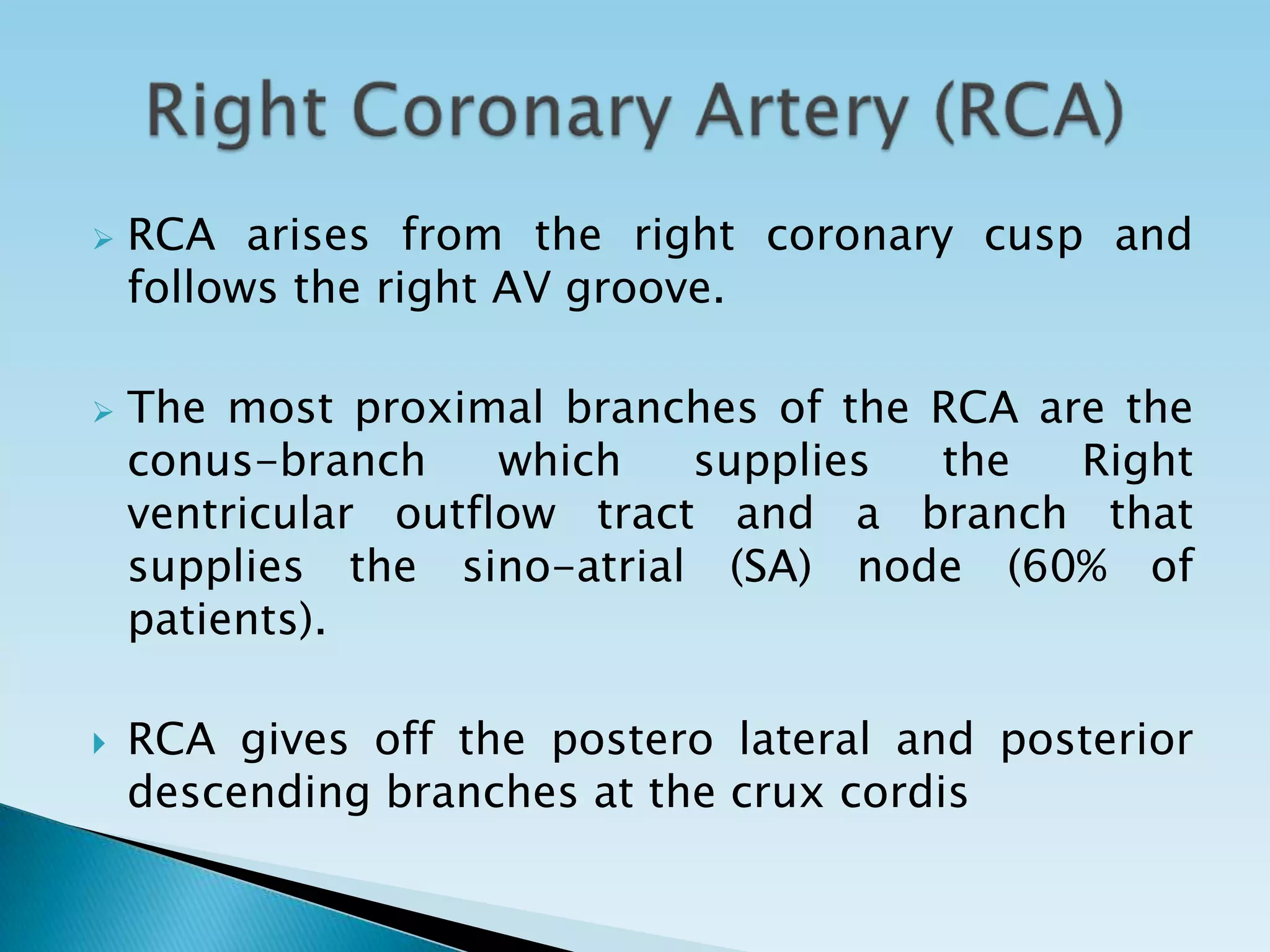    RCA arises from the right coronary cusp and
    follows the right AV groove.

   The most proximal branches of the RCA are the
    conus-branch     which   supplies the   Right
    ventricular outflow tract and a branch that
    supplies the sino-atrial (SA) node (60% of
    patients).

   RCA gives off the postero lateral and posterior
    descending branches at the crux cordis
 