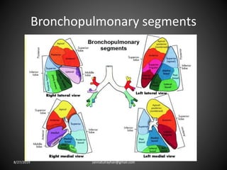 Bronchopulmonary segments
8/27/2019 zannatulrayhan@gmail.com
 