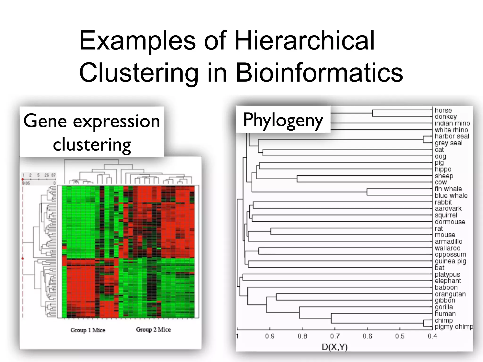 Examples of Hierarchical
Clustering in Bioinformatics
Examples of Hierarchical
Clustering in Bioinformatics
PhylogenyGene expression
clustering
 
