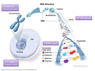 https://siteman.wustl.edu/glossary/cdr0000046470/
1014 cells in
human body
23 000 genes
23 pairs of
chromosomes
3 billion pairs
 