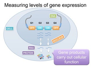 Measuring levels of gene expression
CELL
DNA
ON ONOFF
RNA
PROTEIN
OFF
G1 G2 G3 G4
Gene products
carry out cellular
function
 