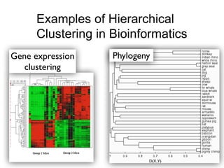 Examples of Hierarchical
Clustering in Bioinformatics
Examples of Hierarchical
Clustering in Bioinformatics
PhylogenyGene expression
clustering
 