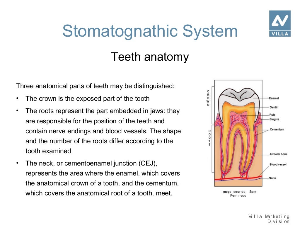 Basics of dentistry
