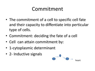 Conditional Commitment De Basics of developmental biology 1 | PPTX