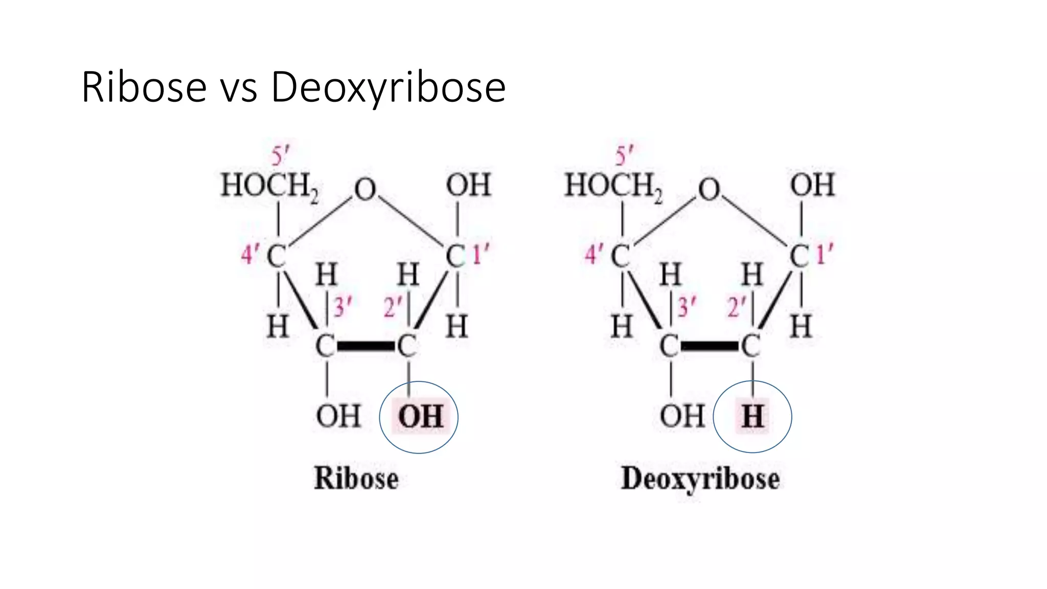 Ribose vs Deoxyribose
 