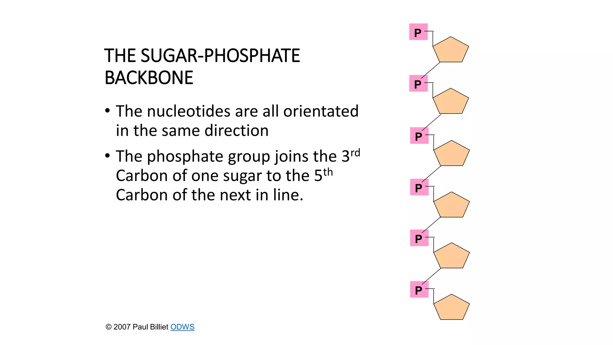 THE SUGAR-PHOSPHATE
BACKBONE
• The nucleotides are all orientated
in the same direction
• The phosphate group joins the 3rd
Carbon of one sugar to the 5th
Carbon of the next in line.
P
P
P
P
P
P
© 2007 Paul Billiet ODWS
 