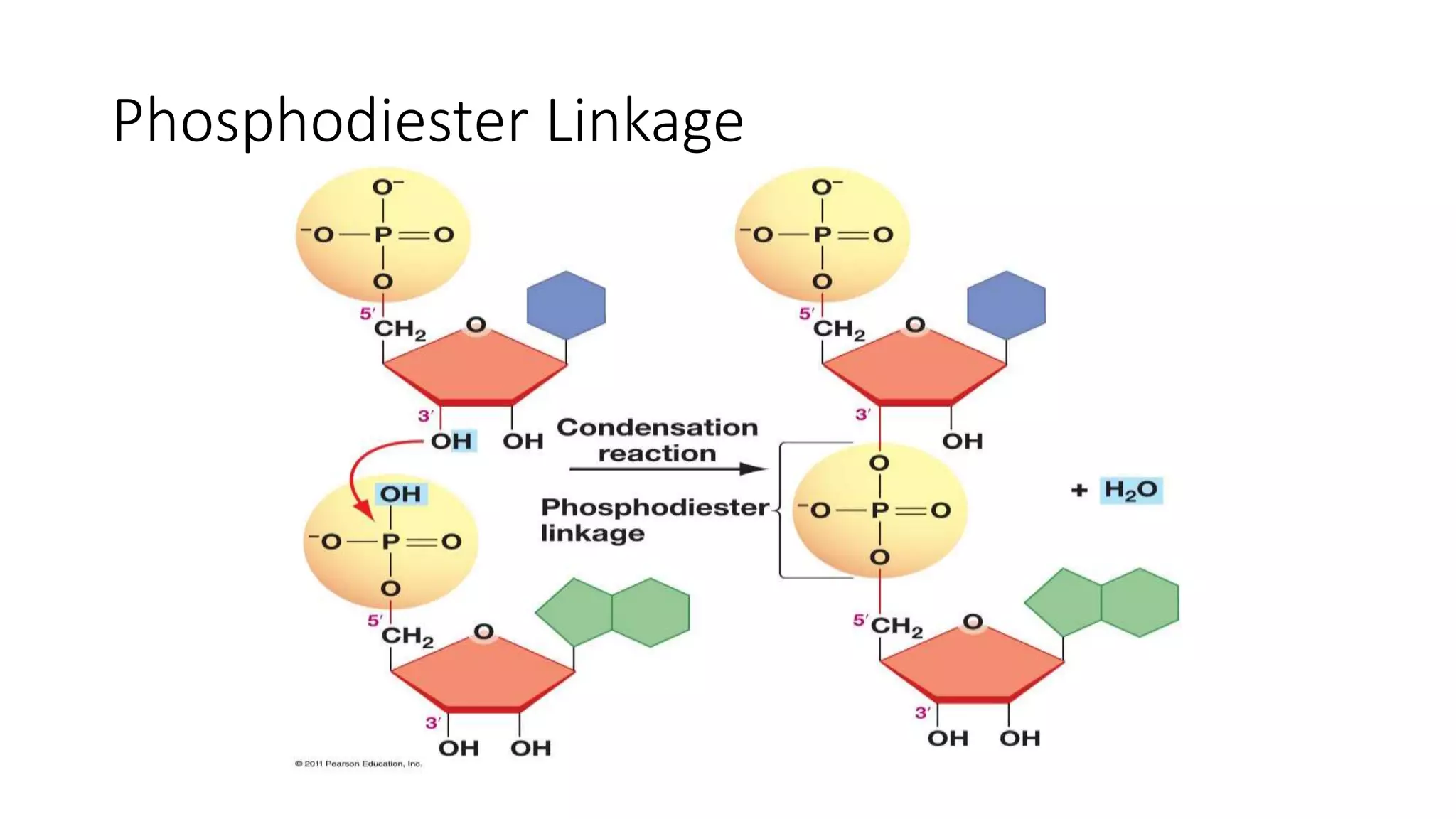 Phosphodiester Linkage
 