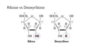 Basics of DNA & RNA (Nucleic acid) | PPT