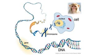 Basics of DNA & RNA (Nucleic acid) | PPT