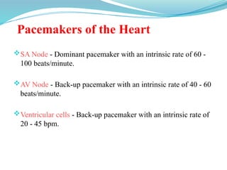 Pacemakers of the Heart
SA Node - Dominant pacemaker with an intrinsic rate of 60 -
100 beats/minute.
AV Node - Back-up pacemaker with an intrinsic rate of 40 - 60
beats/minute.
Ventricular cells - Back-up pacemaker with an intrinsic rate of
20 - 45 bpm.
 