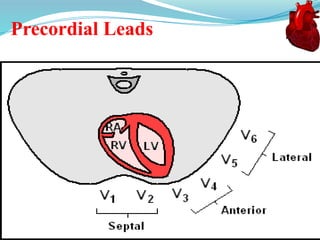 Precordial Leads
 