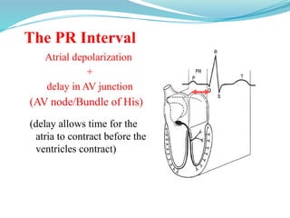 The PR Interval
Atrial depolarization
+
delay in AV junction
(AV node/Bundle of His)
(delay allows time for the
atria to contract before the
ventricles contract)
 