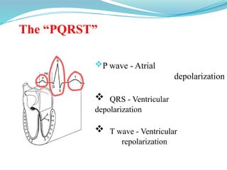 The “PQRST”
P wave - Atrial
depolarization
 T wave - Ventricular
repolarization
 QRS - Ventricular
depolarization
 