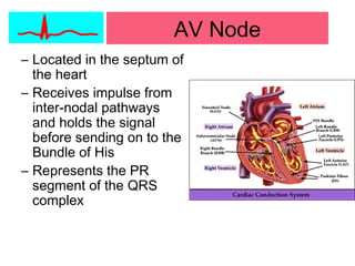 AV Node
– Located in the septum of
the heart
– Receives impulse from
inter-nodal pathways
and holds the signal
before sending on to the
Bundle of His
– Represents the PR
segment of the QRS
complex
 