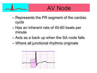 AV Node
– Represents the PR segment of the cardiac
cycle
– Has an inherent rate of 40-60 beats per
minute
– Acts as a back up when the SA node fails
– Where all junctional rhythms originate
 