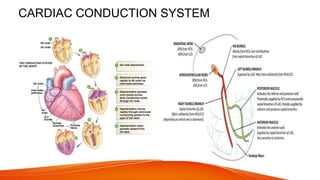 Basics of ecg | PPTX