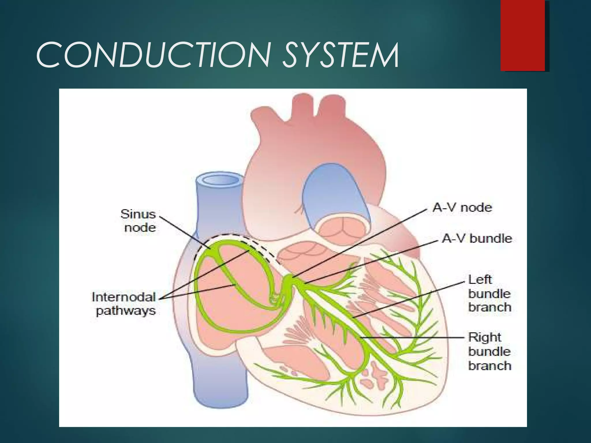 CONDUCTION SYSTEM
 