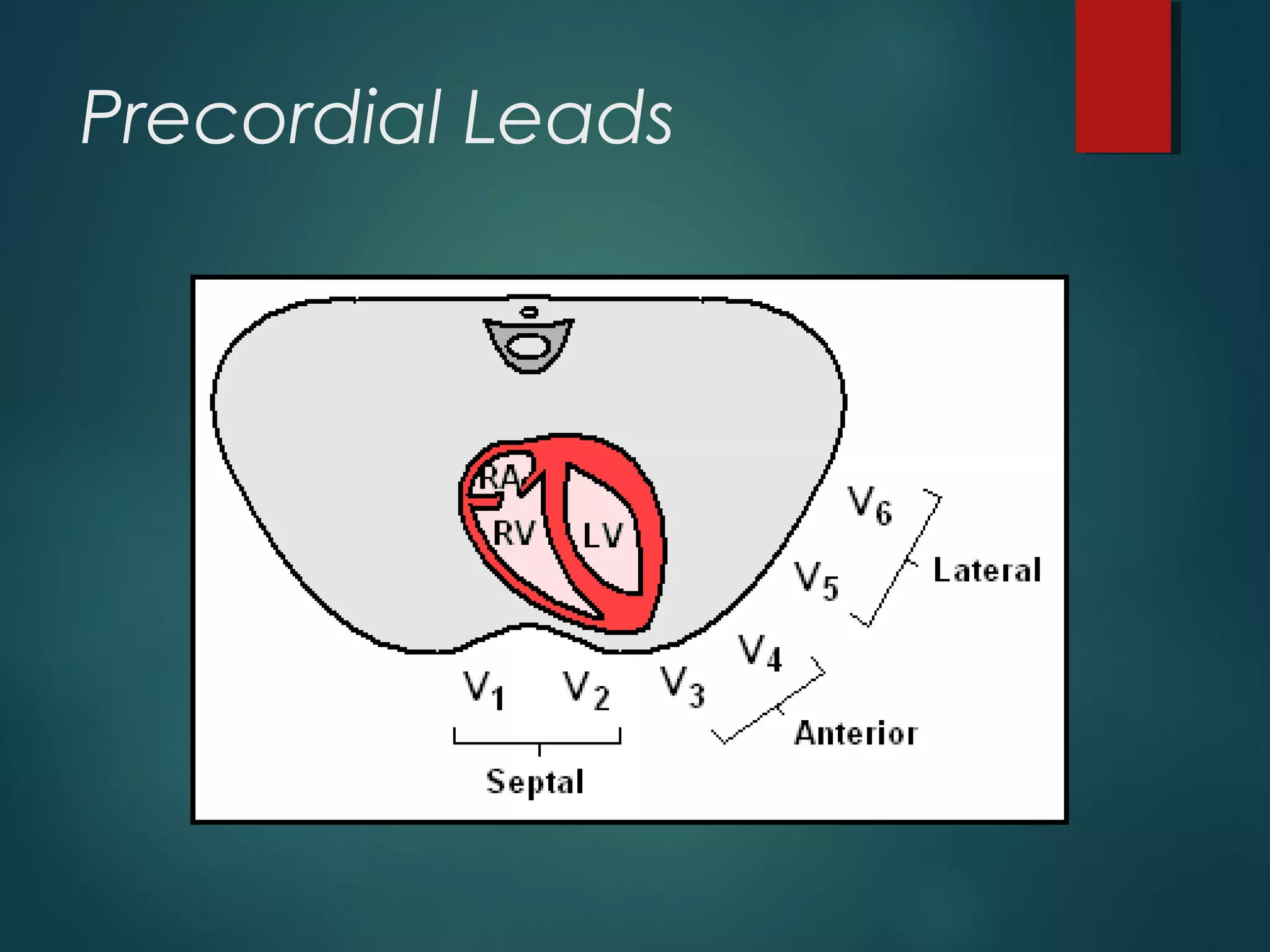 Precordial Leads
 