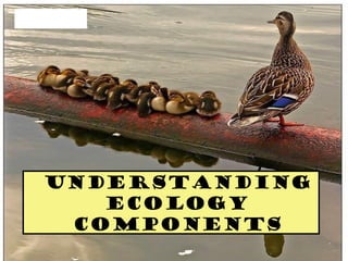 Understanding
ecology
components
 