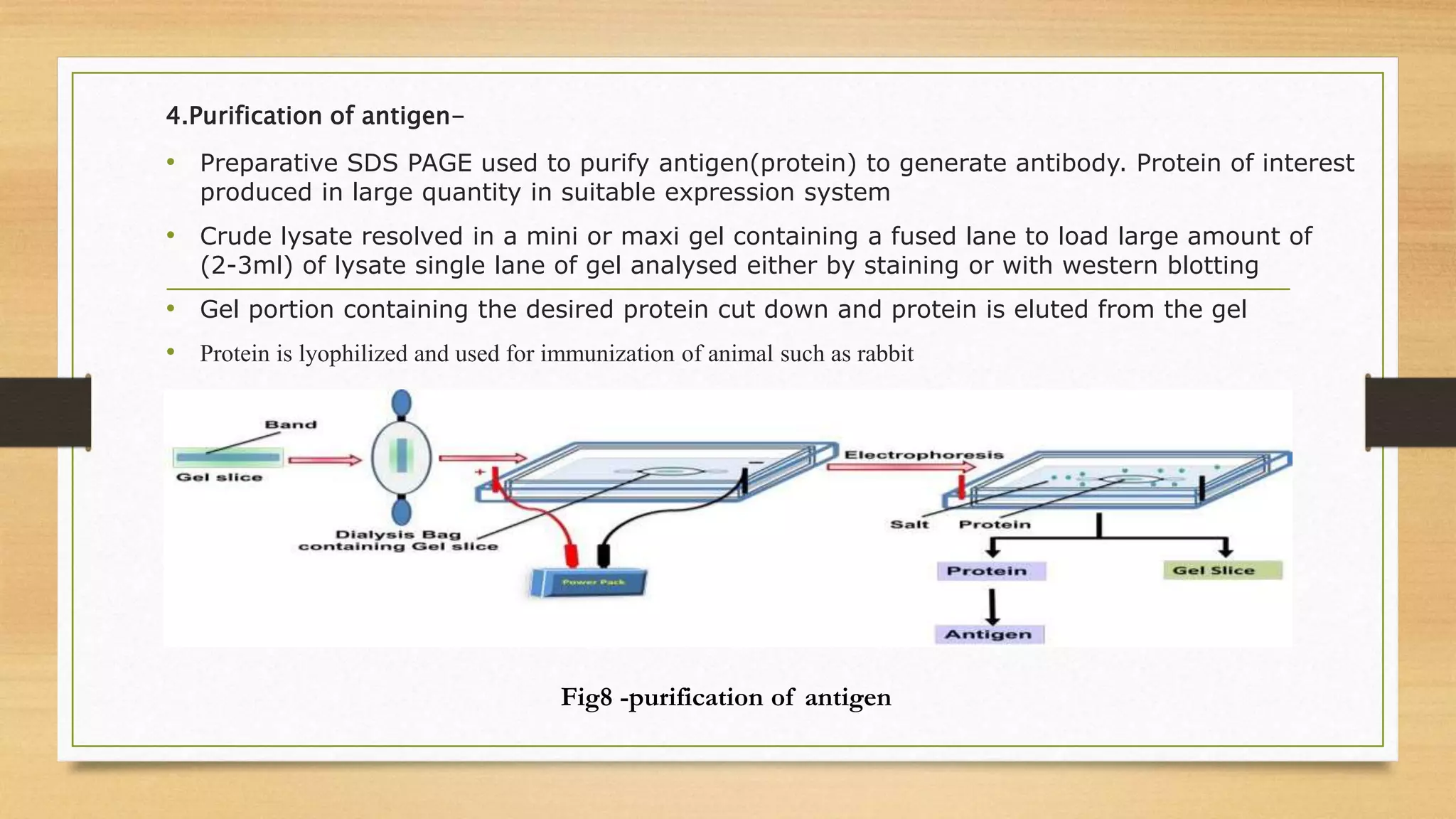 4.Purification of antigen-
• Preparative SDS PAGE used to purify antigen(protein) to generate antibody. Protein of interest
produced in large quantity in suitable expression system
• Crude lysate resolved in a mini or maxi gel containing a fused lane to load large amount of
(2-3ml) of lysate single lane of gel analysed either by staining or with western blotting
• Gel portion containing the desired protein cut down and protein is eluted from the gel
• Protein is lyophilized and used for immunization of animal such as rabbit
Fig8 -purification of antigen
 