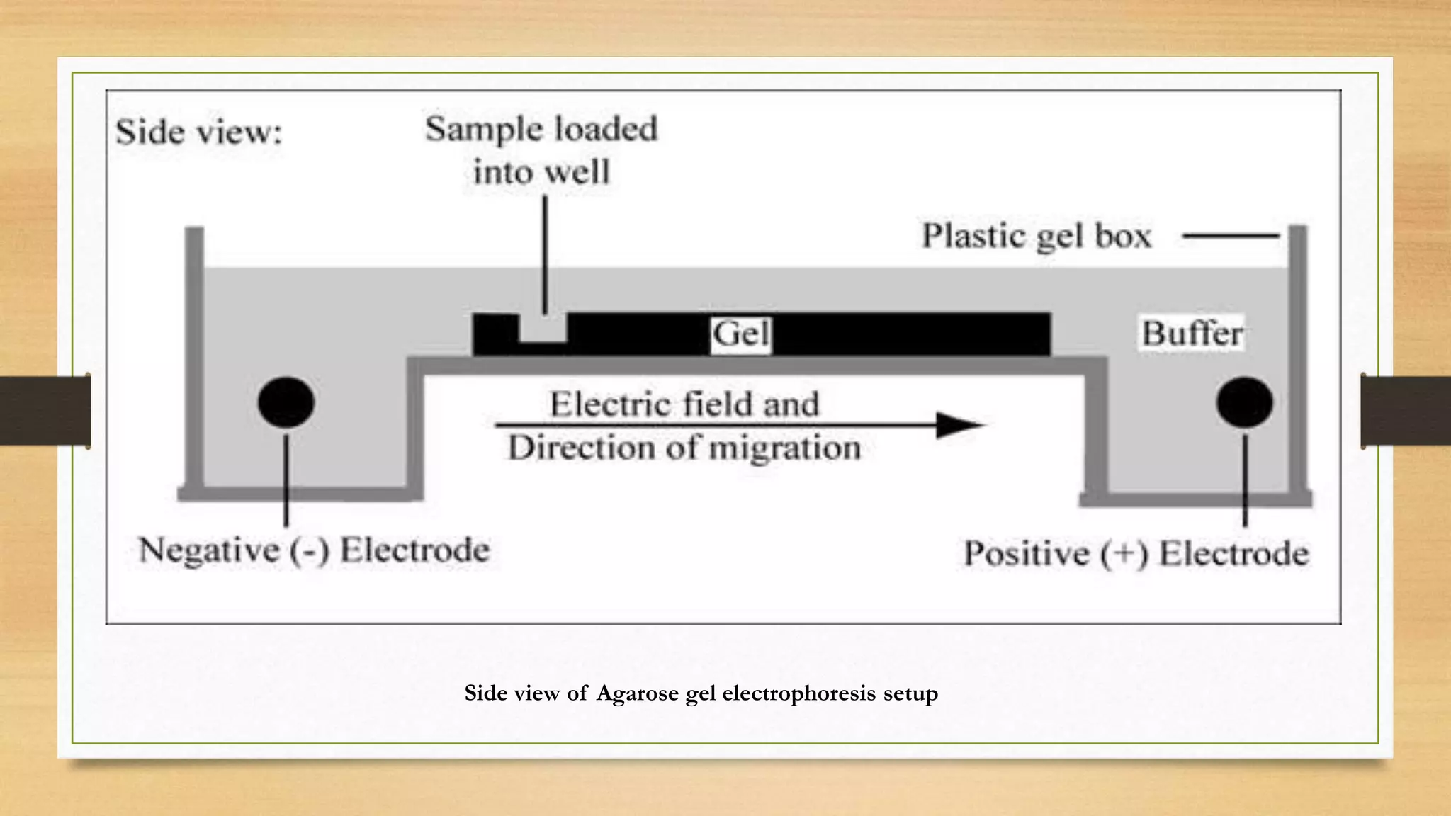 Side view of Agarose gel electrophoresis setup
 