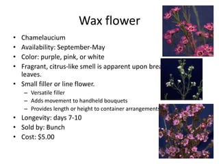 Wax flowerChamelauciumAvailability: September-MayColor: purple, pink, or whiteFragrant, citrus-like smell is apparent upon breaking leaves.Small filler or line flower. Versatile fillerAdds movement to handheld bouquetsProvides length or height to container arrangements.Longevity: days 7-10Sold by: BunchCost: $5.00
