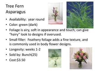 Tree FernAsparagusAvailability:  year roundColor: green (dark)Foliage is airy, soft in appearance and touch; can give “hairy” look to designs if overused.Small filler:  Feathery foliage adds a fine texture, and is commonly used in body flower designs.Longevity: weeks 1-2Sold by: Bunch(25)Cost:$3.50
