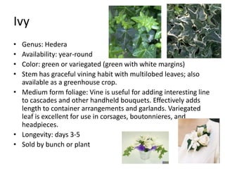IvyGenus: HederaAvailability: year-roundColor: green or variegated (green with white margins)Stem has graceful vining habit with multilobed leaves; also available as a greenhouse crop.Medium form foliage: Vine is useful for adding interesting line to cascades and other handheld bouquets. Effectively adds length to container arrangements and garlands. Variegated leaf is excellent for use in corsages, boutonnieres, and headpieces.Longevity: days 3-5Sold by bunch or plant