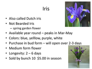 IrisAlso called Dutch irisNot Bearded Irisspring garden flowerAvailable year round – peaks in Mar-MayColors: blue, yelllow, purple, whitePurchase in bud form – will open over 2-3 daysMedium form flowerLongevity: 2 – 6 daysSold by bunch 10  $5.00 in season