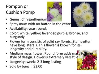 Pompon or Cushion PompGenus: ChrysanthemumSpray mum with no button in the centerAvailability: year-round, Color: white, yellow, lavender, purple, bronze, and burgundyFlower form consists of solid ray florets. Stems often have long laterals. This flower is known for its longevity and durability.Medium mass flower: Round form adds mass to any style of design. Flower is extremely versatile.Longevity: weeks 2-3 long lastingSold by bunch, $3.00